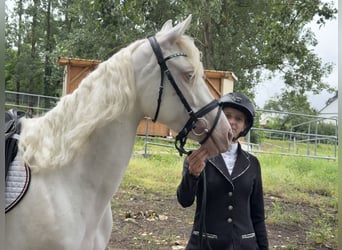 Connemara, Jument, 5 Ans, 147 cm, Cremello