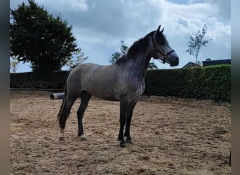 Connemara, Jument, 5 Ans, 147 cm, Gris (bai-dun)