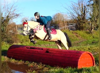 Connemara, Jument, 5 Ans, 147 cm, Isabelle