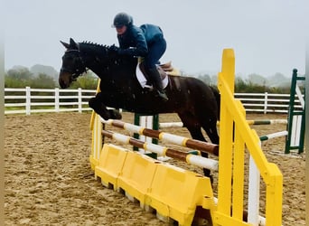 Connemara, Jument, 5 Ans, 148 cm, Bai