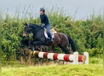 Connemara, Jument, 5 Ans, 148 cm, Bai