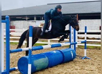 Connemara, Jument, 5 Ans, 148 cm, Bai