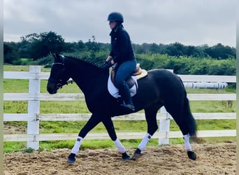 Connemara, Jument, 5 Ans, 148 cm, Bai
