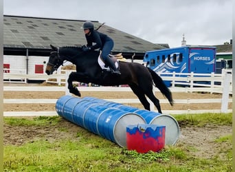Connemara, Jument, 5 Ans, 148 cm, Bai
