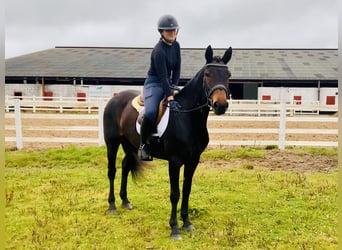 Connemara, Jument, 5 Ans, 148 cm, Bai