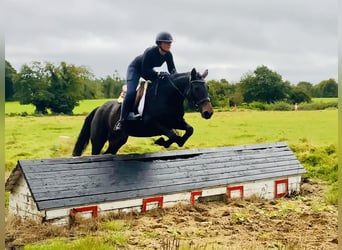 Connemara, Jument, 5 Ans, 148 cm, Bai