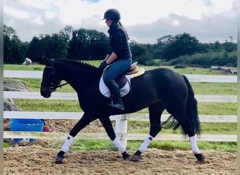 Connemara, Jument, 5 Ans, 148 cm, Bai