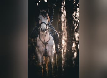 Connemara Croisé, Jument, 5 Ans, 148 cm, Gris noir