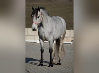 Connemara Croisé, Jument, 5 Ans, 148 cm, Gris noir