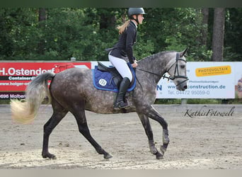 Connemara, Jument, 5 Ans, 148 cm, Gris pommelé