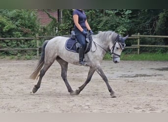 Connemara, Jument, 5 Ans, 149 cm, Gris pommelé