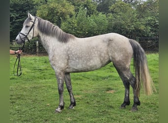 Connemara, Jument, 5 Ans, 149 cm, Gris pommelé