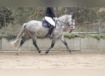 Connemara, Jument, 5 Ans, 149 cm, Gris pommelé