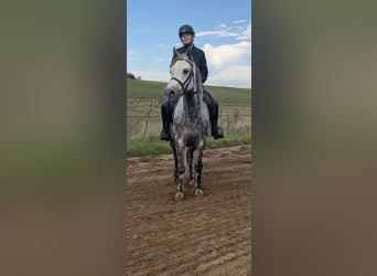 Connemara, Jument, 5 Ans, 150 cm, Gris pommelé