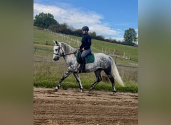 Connemara, Jument, 5 Ans, 150 cm, Gris pommelé