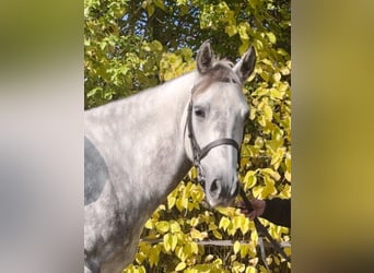 Connemara, Jument, 5 Ans, 150 cm, Gris pommelé