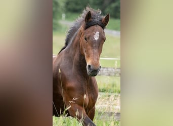 Connemara, Jument, 5 Ans, 151 cm, Bai