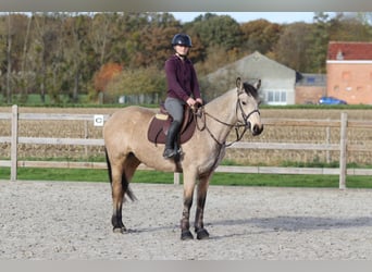Connemara, Jument, 5 Ans, 153 cm, Isabelle