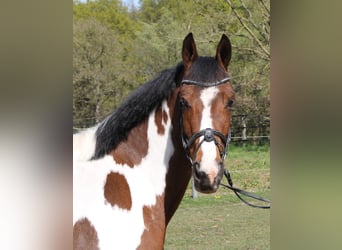 Connemara Croisé, Jument, 5 Ans, 154 cm, Pinto