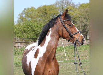 Connemara Croisé, Jument, 5 Ans, 154 cm, Pinto