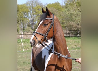 Connemara Croisé, Jument, 5 Ans, 154 cm, Pinto