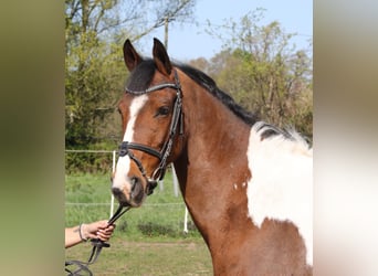 Connemara Croisé, Jument, 5 Ans, 154 cm, Pinto