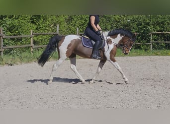 Connemara Croisé, Jument, 5 Ans, 154 cm, Pinto