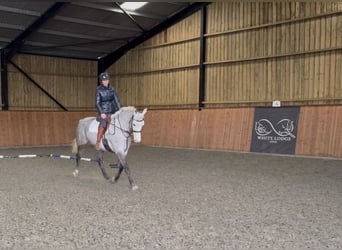 Connemara, Jument, 5 Ans, 157 cm, Gris