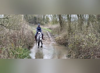 Connemara, Jument, 5 Ans, 157 cm, Gris