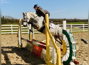 Connemara, Jument, 5 Ans, 157 cm, Gris pommelé