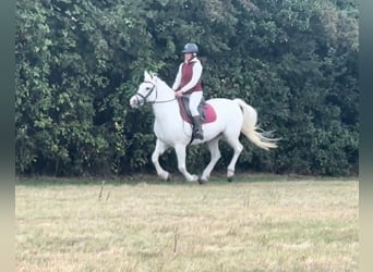 Connemara, Jument, 5 Ans, 163 cm, Gris
