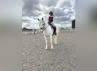 Connemara, Jument, 5 Ans, 163 cm, Gris