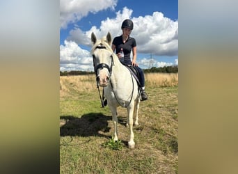 Connemara, Jument, 5 Ans, 163 cm, Gris