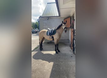 Connemara, Jument, 5 Ans, 163 cm, Isabelle
