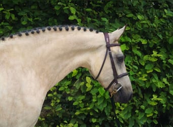 Connemara, Jument, 5 Ans, 163 cm, Isabelle