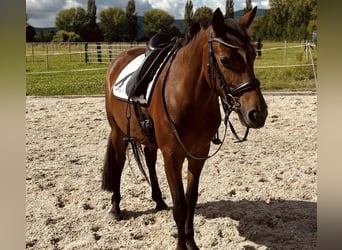 Connemara, Jument, 5 Ans, Bai