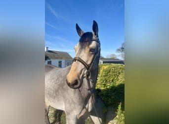 Connemara, Jument, 6 Ans, 138 cm, Isabelle
