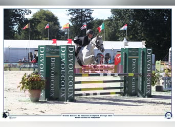 Connemara, Jument, 6 Ans, 147 cm, Gris