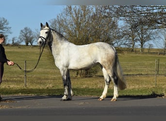 Connemara, Jument, 6 Ans, 147 cm, Gris pommelé