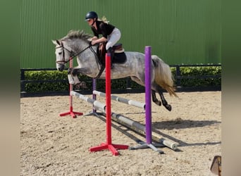 Connemara, Jument, 6 Ans, 147 cm, Gris pommelé