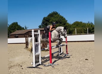 Connemara, Jument, 6 Ans, 147 cm, Gris pommelé