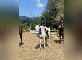 Connemara, Jument, 6 Ans, 148 cm, Gris