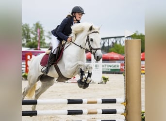 Connemara, Jument, 6 Ans, 148 cm, Gris