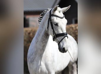 Connemara, Jument, 6 Ans, 148 cm, Gris