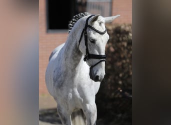 Connemara, Jument, 6 Ans, 148 cm, Gris