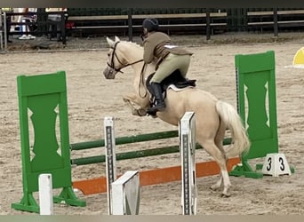 Connemara Croisé, Jument, 6 Ans, 148 cm, Palomino