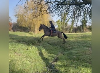 Connemara, Jument, 6 Ans, 155 cm, Bai cerise