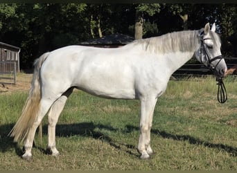 Connemara, Jument, 6 Ans, 155 cm, Gris pommelé