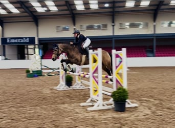 Connemara, Jument, 6 Ans, 157 cm, Isabelle