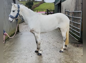 Connemara, Jument, 7 Ans, 140 cm, Gris